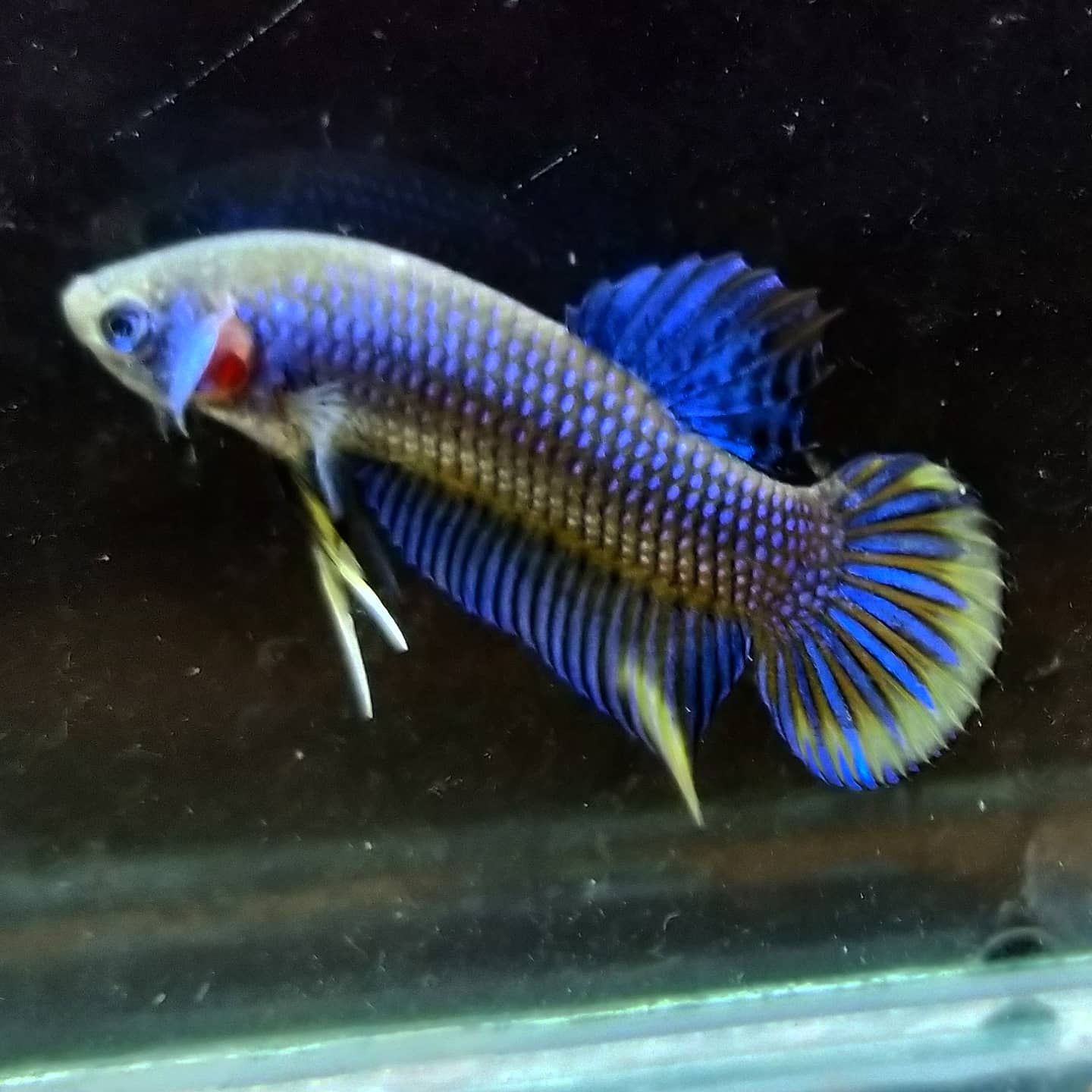 Betta Imbellis