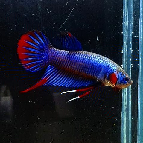 Betta Imbellis