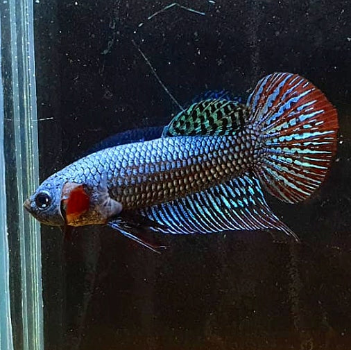Betta 'Alien' – ivenbetta1