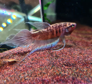 Betta Dimidiata