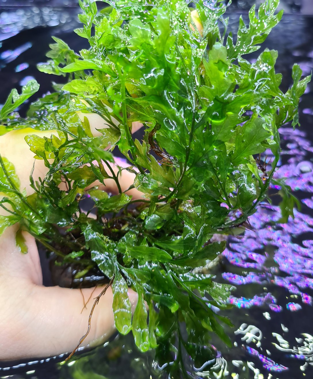 Bolbitis Heudelotii - Rock