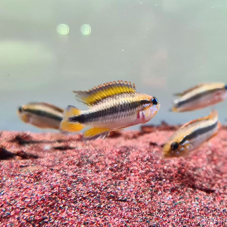 Apistogramma Agassizii "Red"
