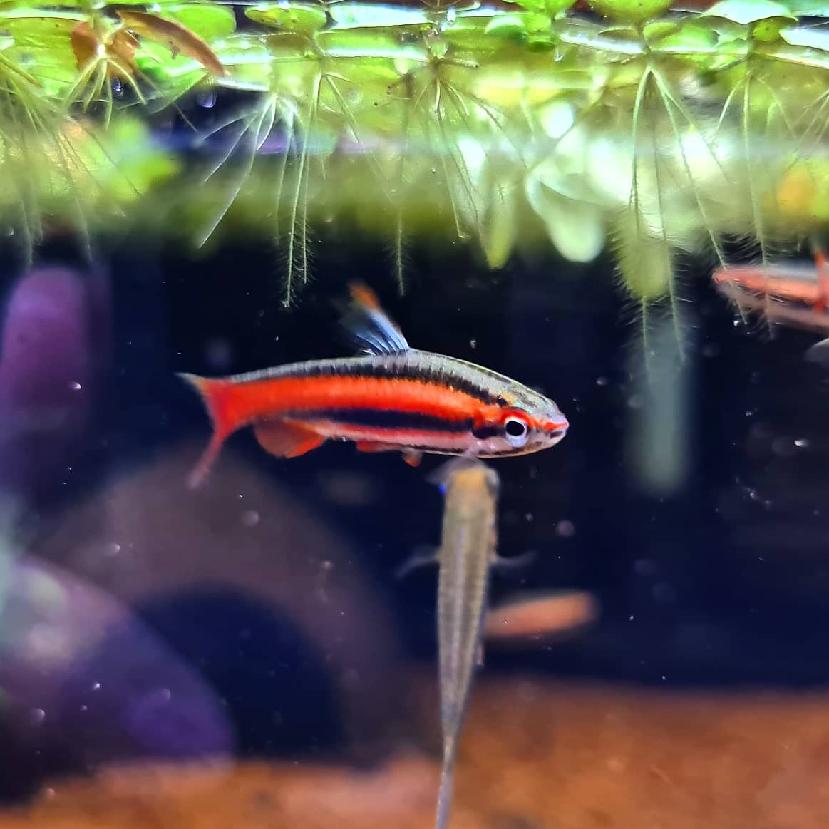 Nannostomus Mortenthaleri