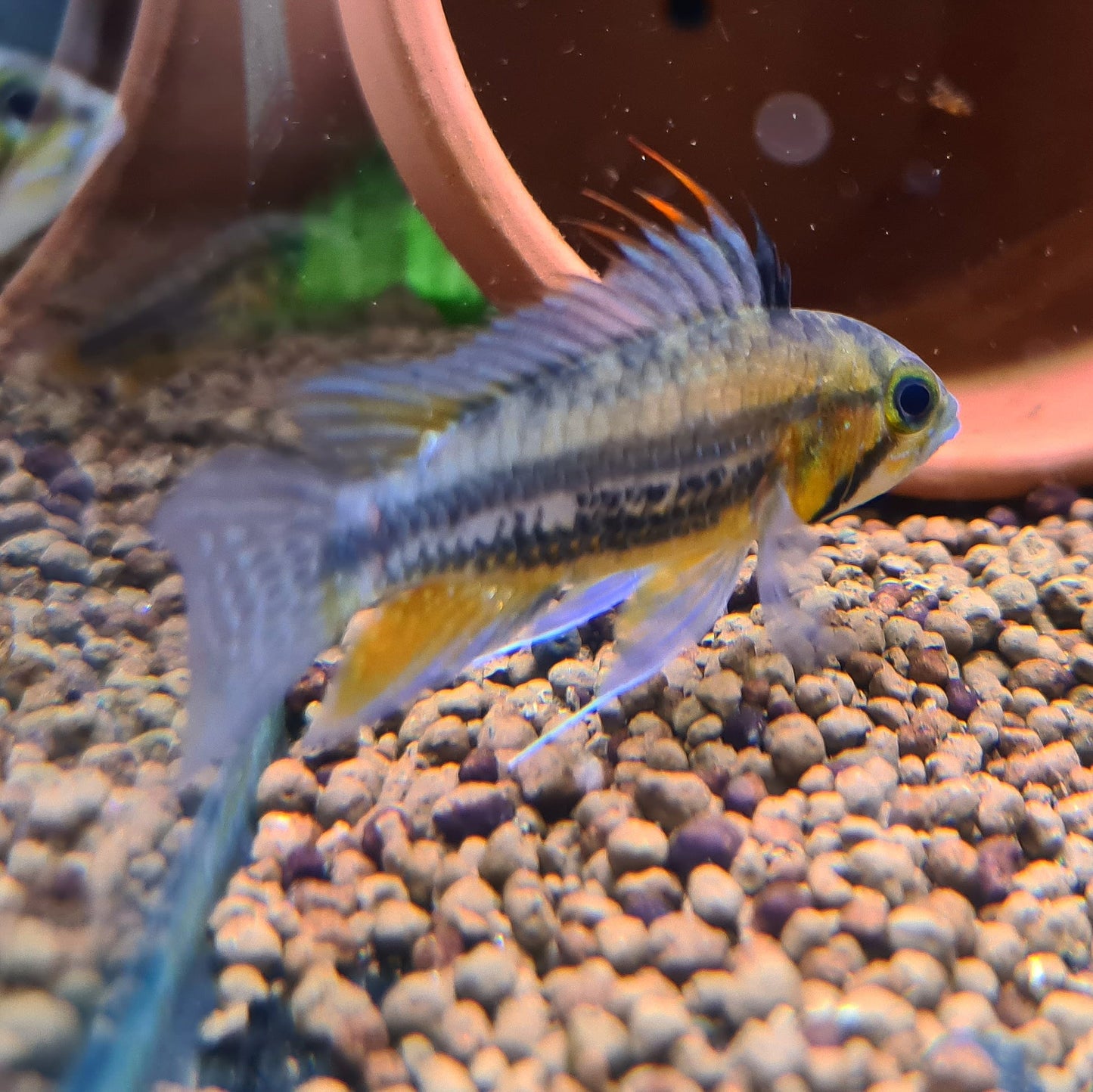 Apistogramma Cacatuoides "Red"