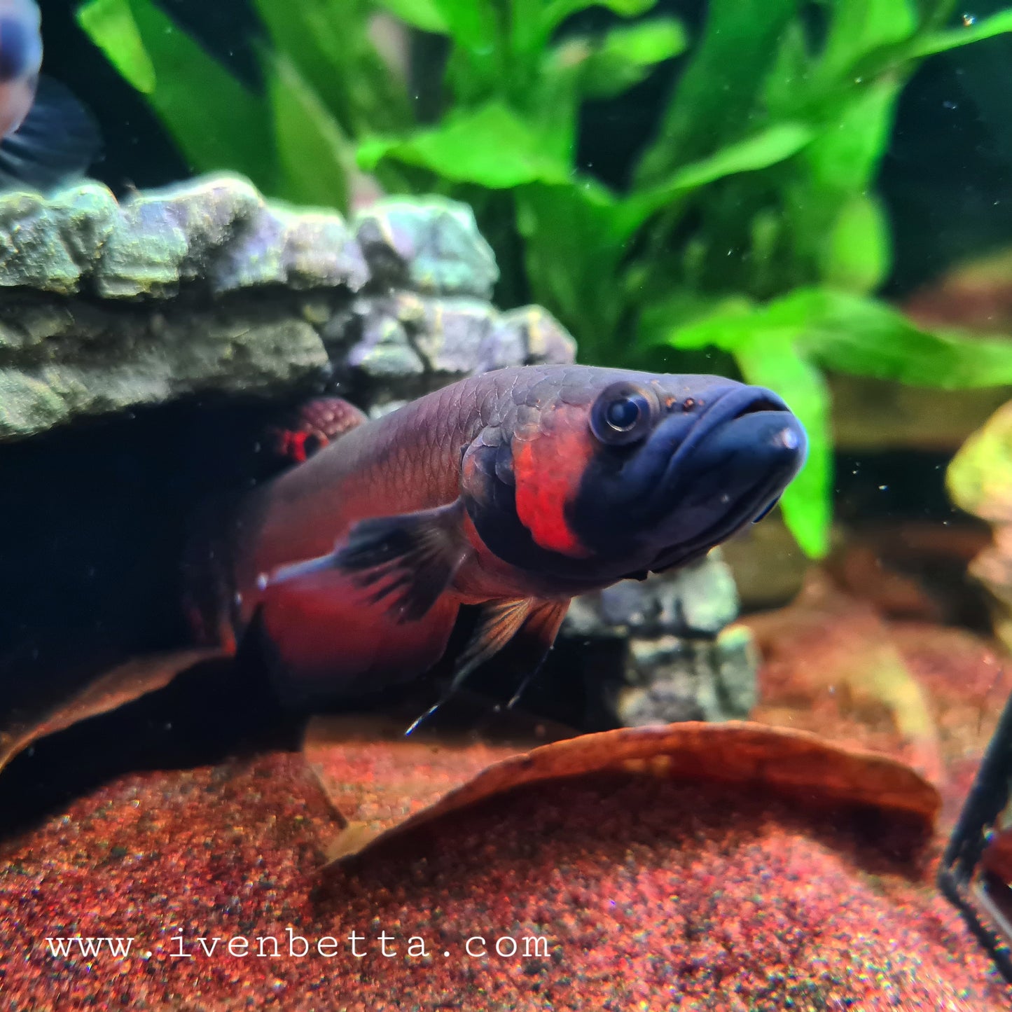 Betta Macrostoma