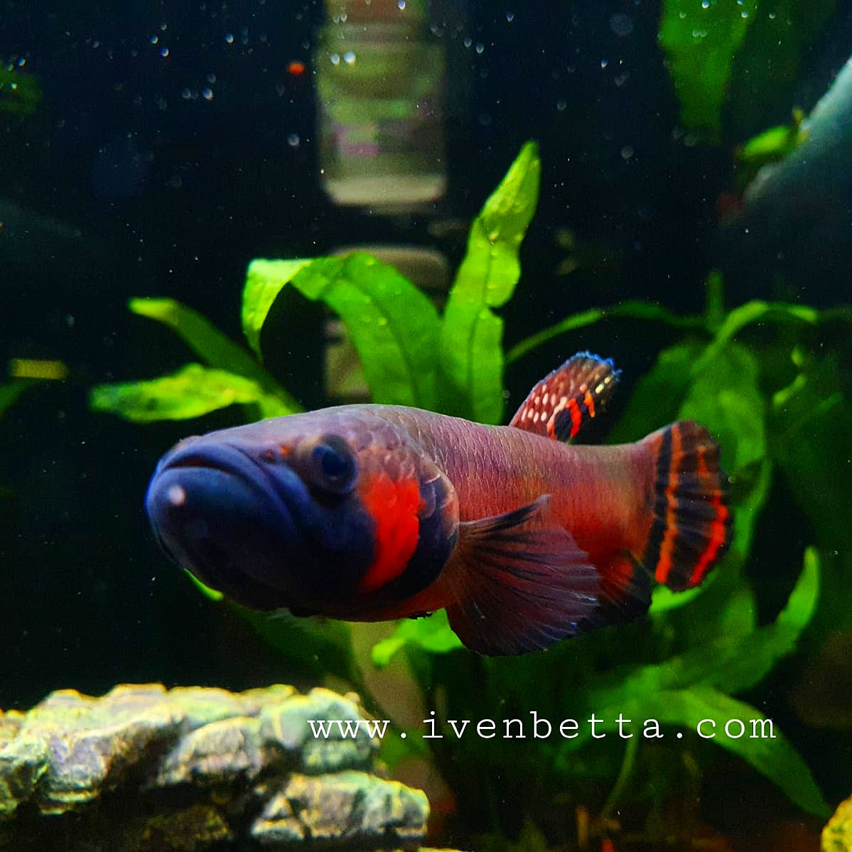 Betta Macrostoma