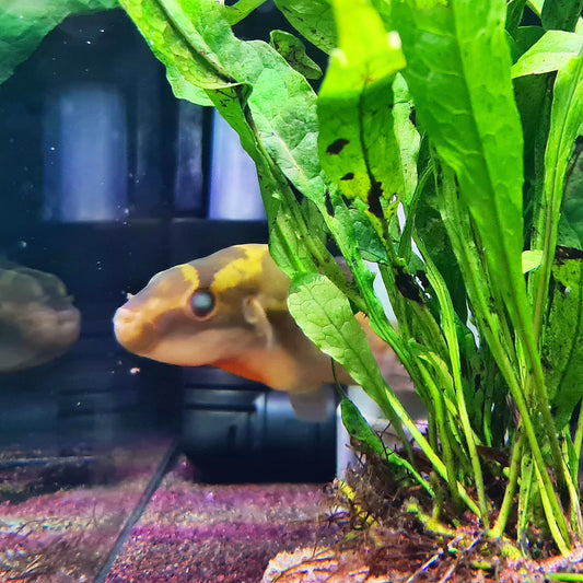 Carinotetraodon Borneensis