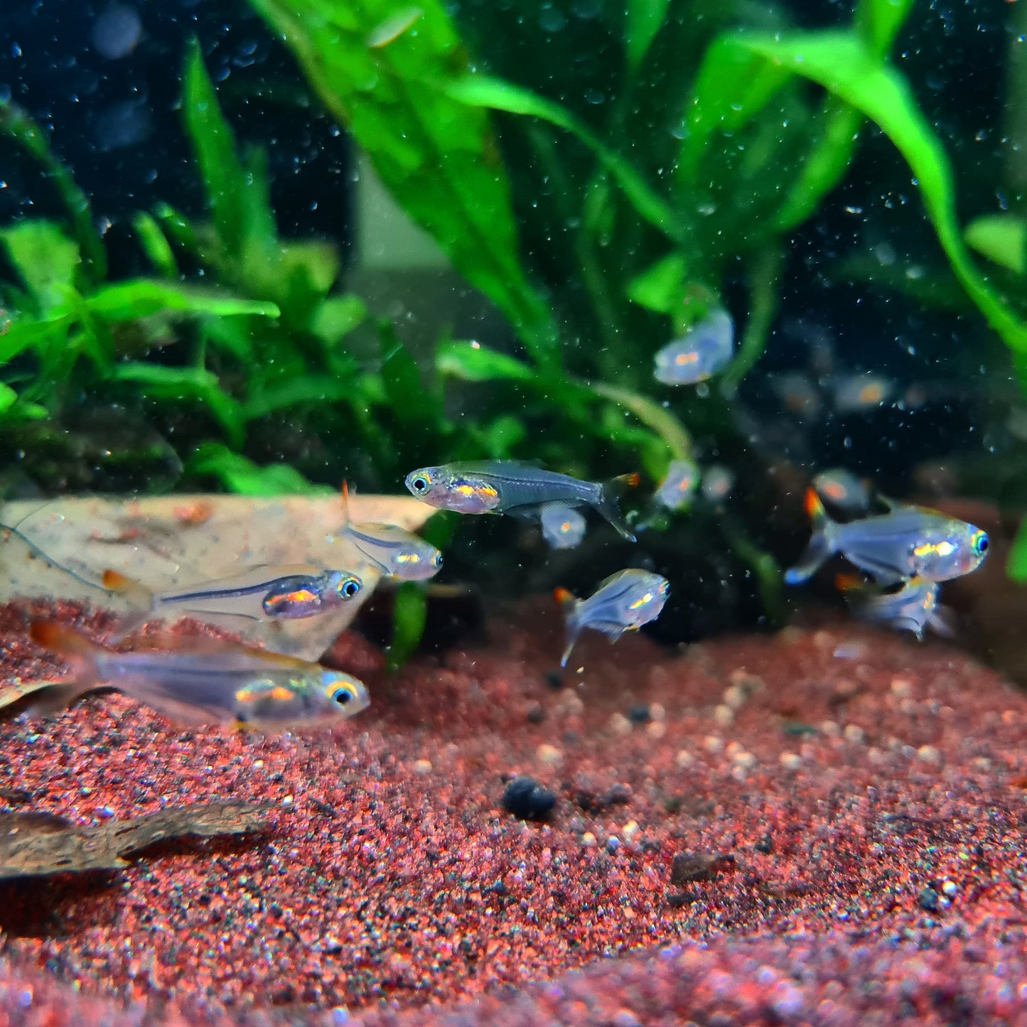 Trochilocharax Ornatus