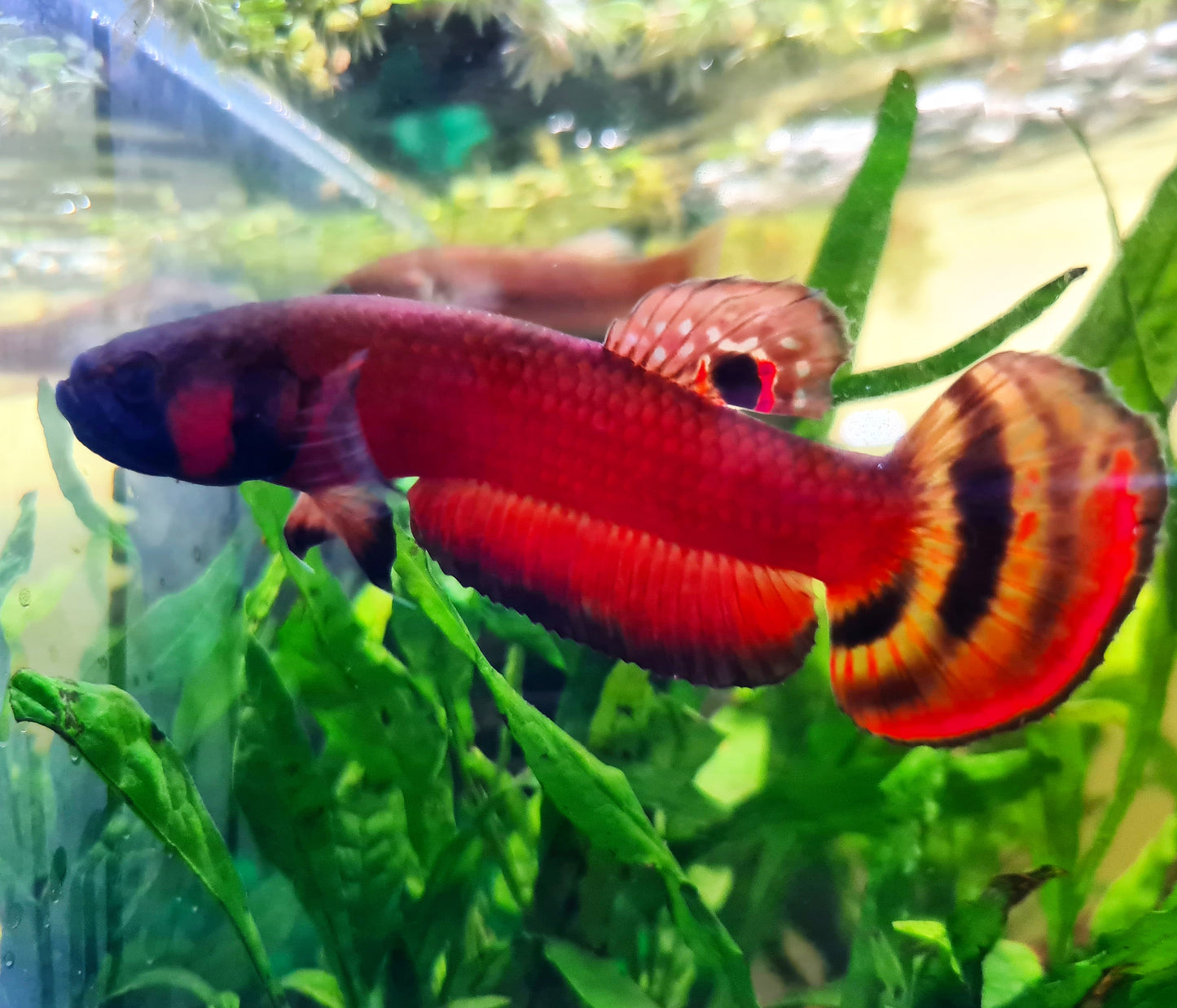 Betta Macrostoma