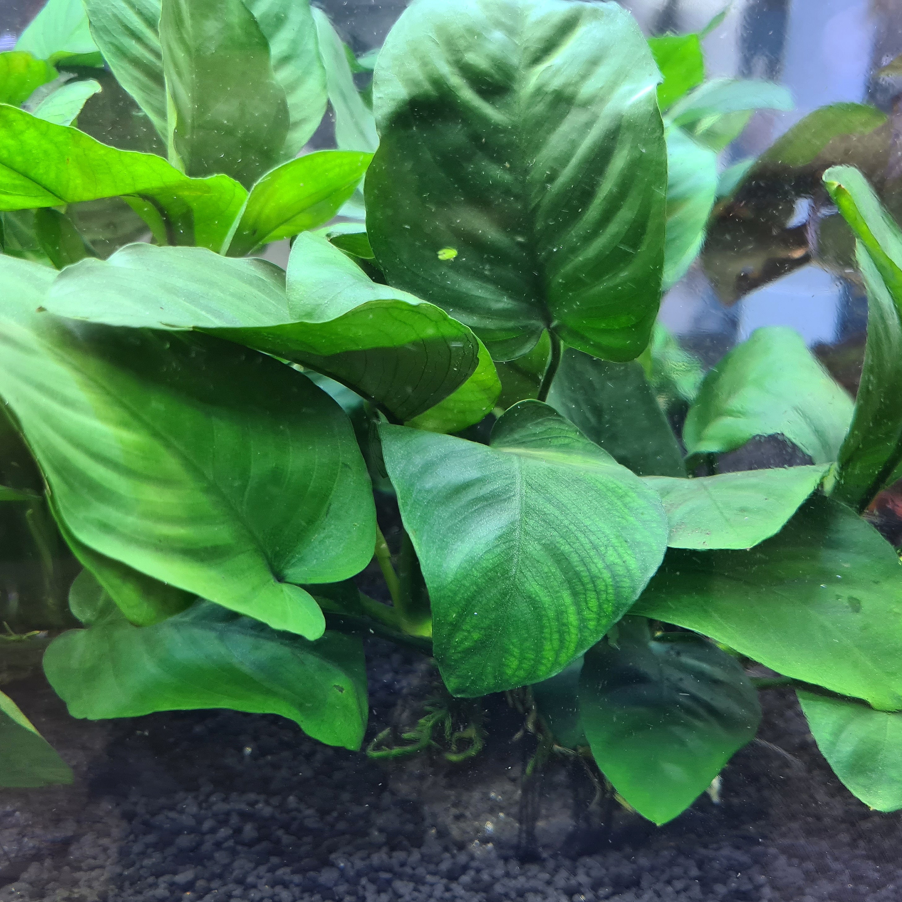 Anubias Barteri var. Big Nana - Rock