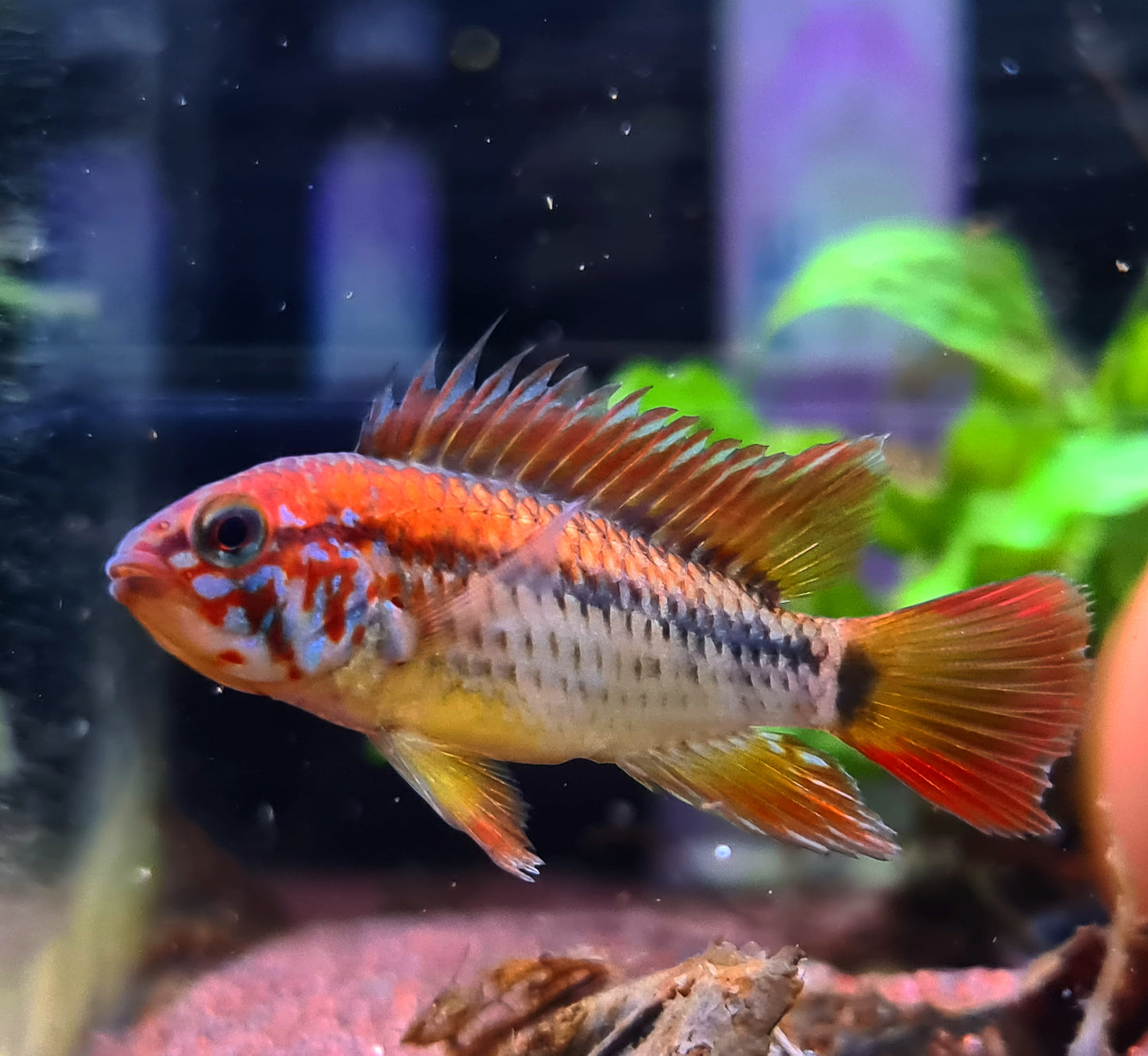 Apistogramma Macmasteri