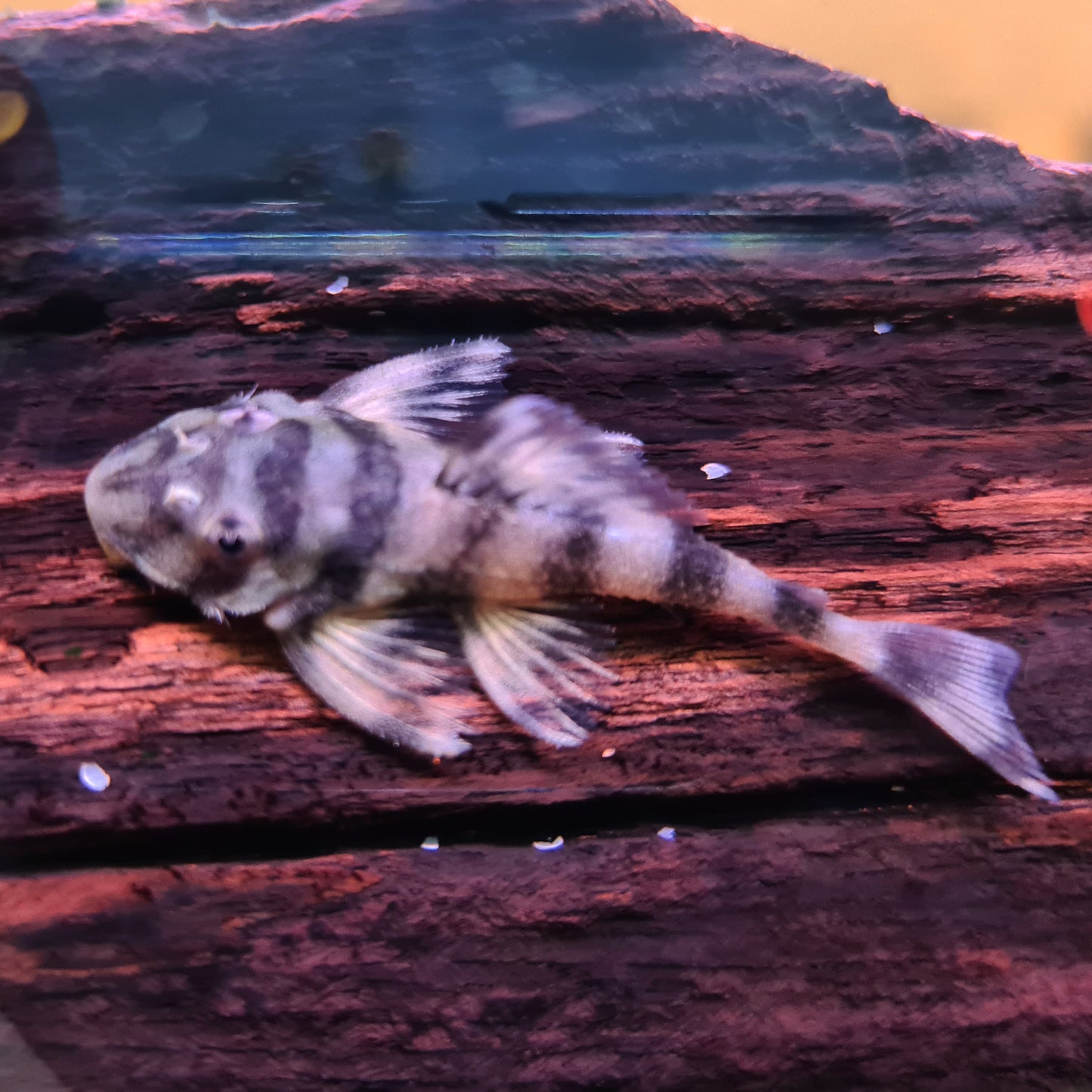 Dekeyseria Brachyura L52 L168