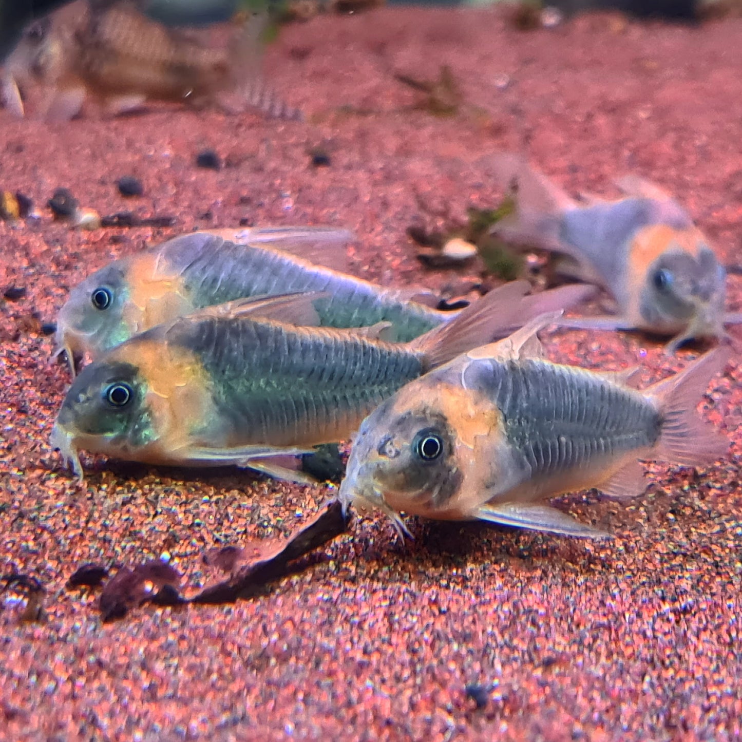 Corydoras Eques