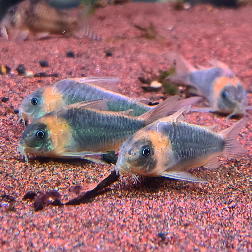 Corydoras Eques