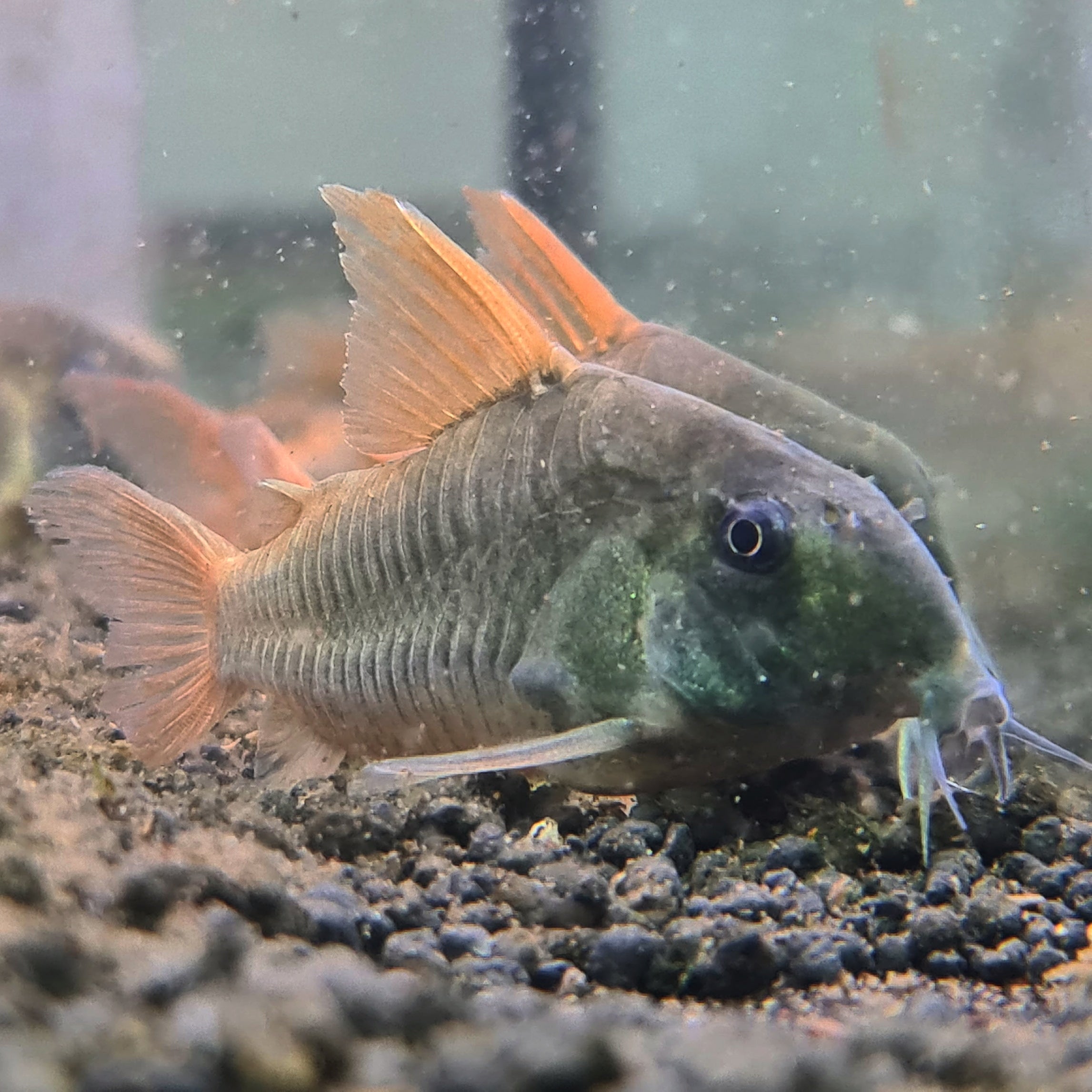 Corydoras Concolour