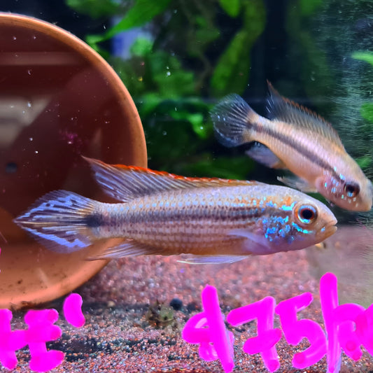 Apistogramma Agassizii "Tefe Red Back"