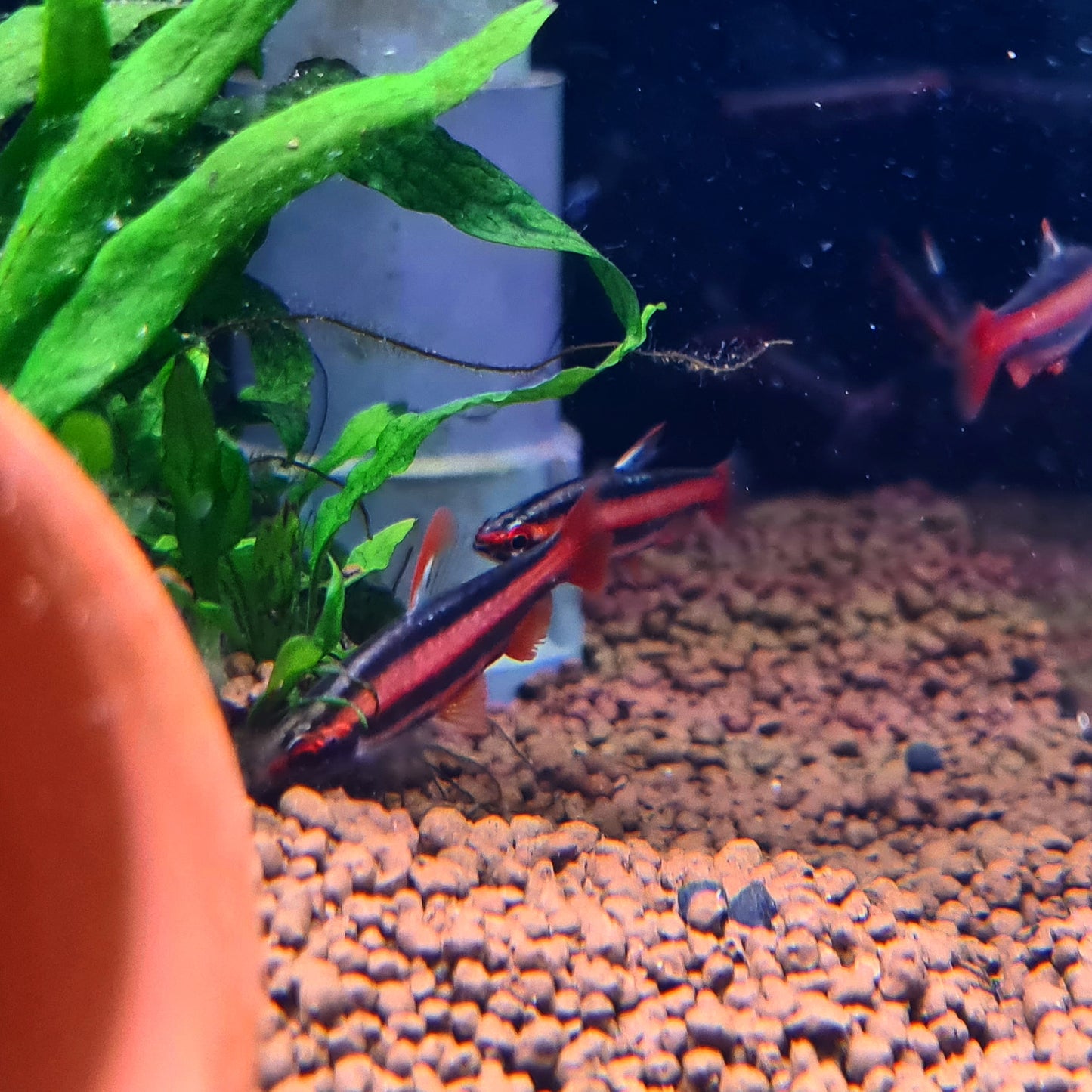 Nannostomus Mortenthaleri