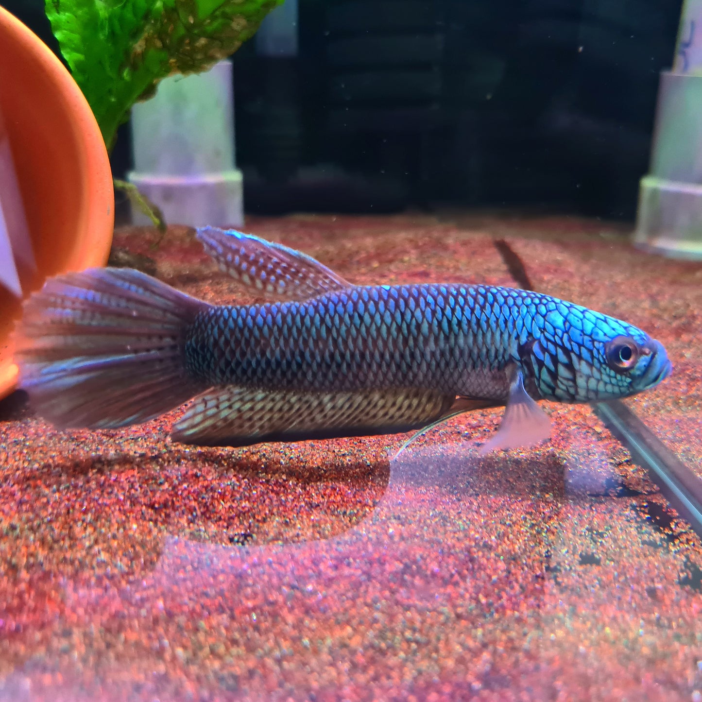 Betta sp. Antuta