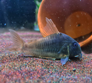 Corydoras Concolour