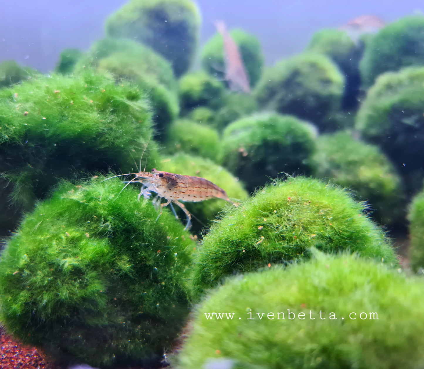 Cladophora Aegagropila 'Marimo'