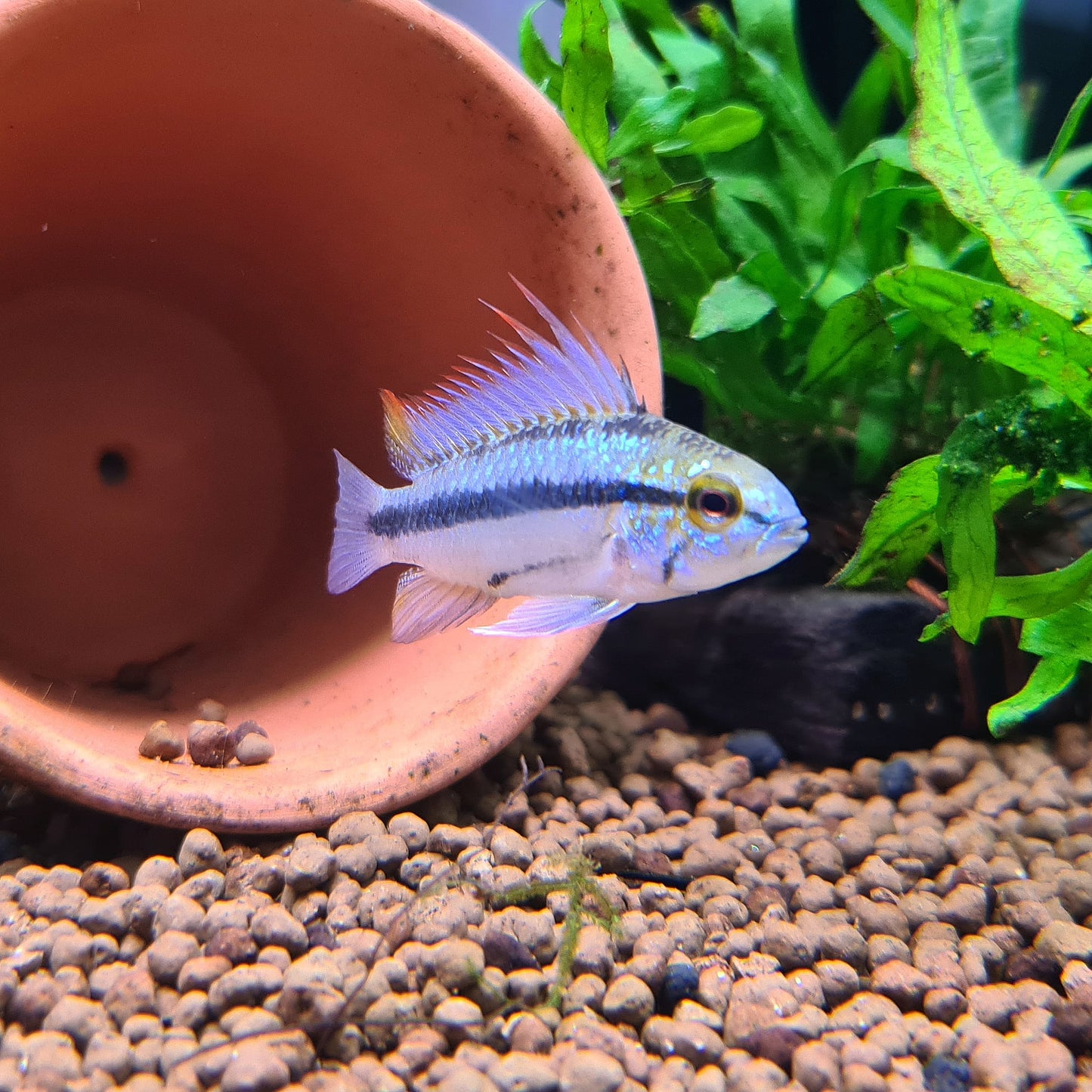 Apistogramma Trifasciata