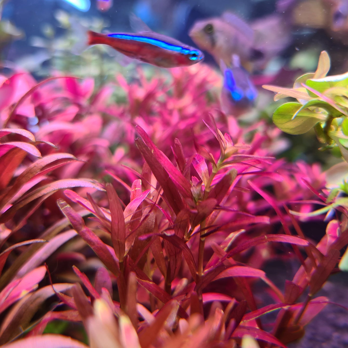 Rotala Rotundifolia 'Blood Red'