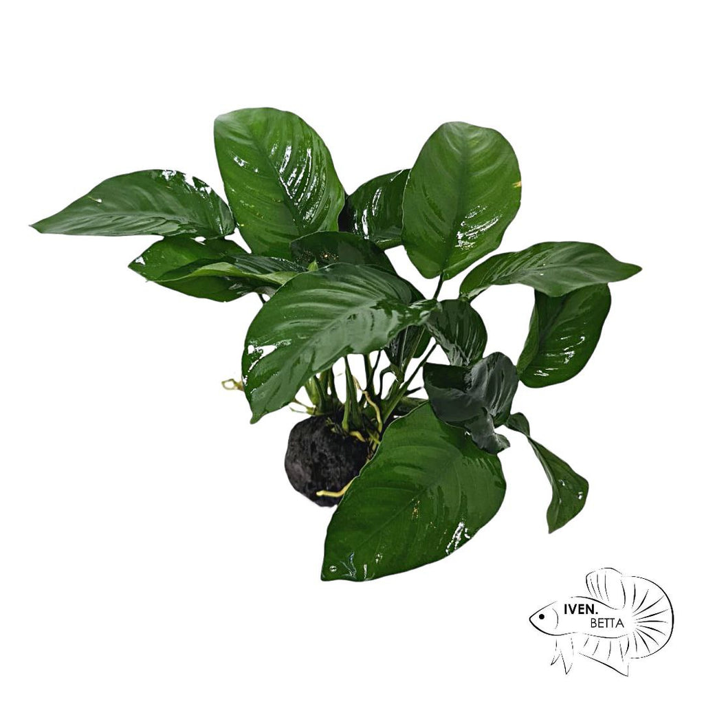 Anubias Barteri var. Big Nana - Rock