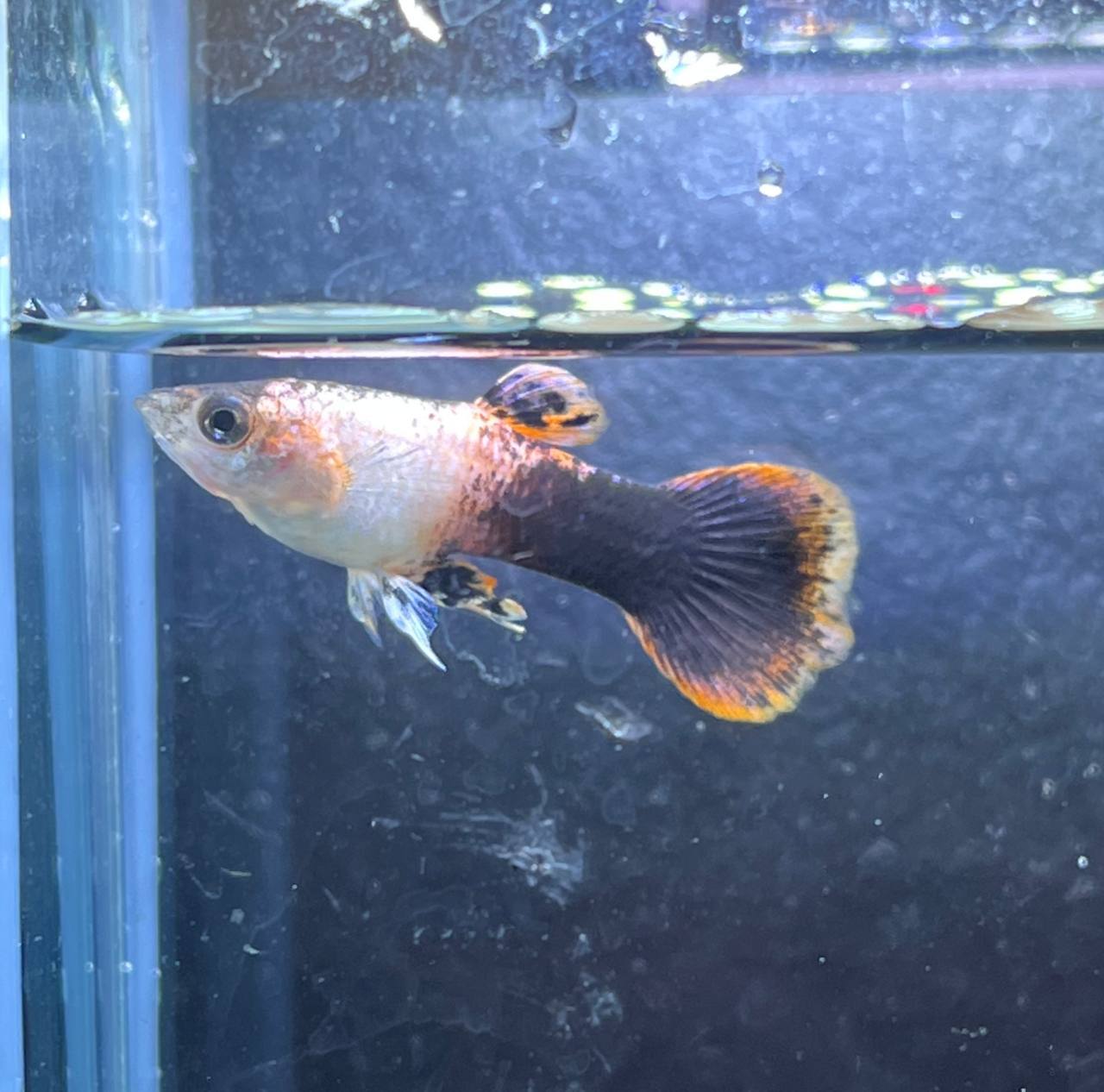 Poecilia Reticulata 'Pink Tuxedo'