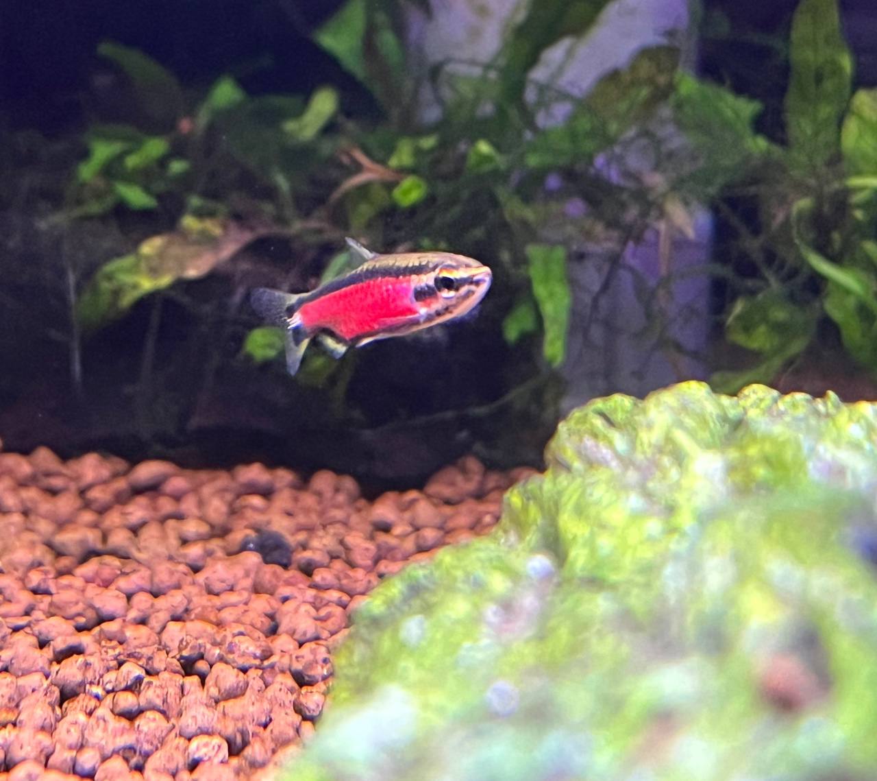 Nannostomus sp. ‘Super Red Cenepa’