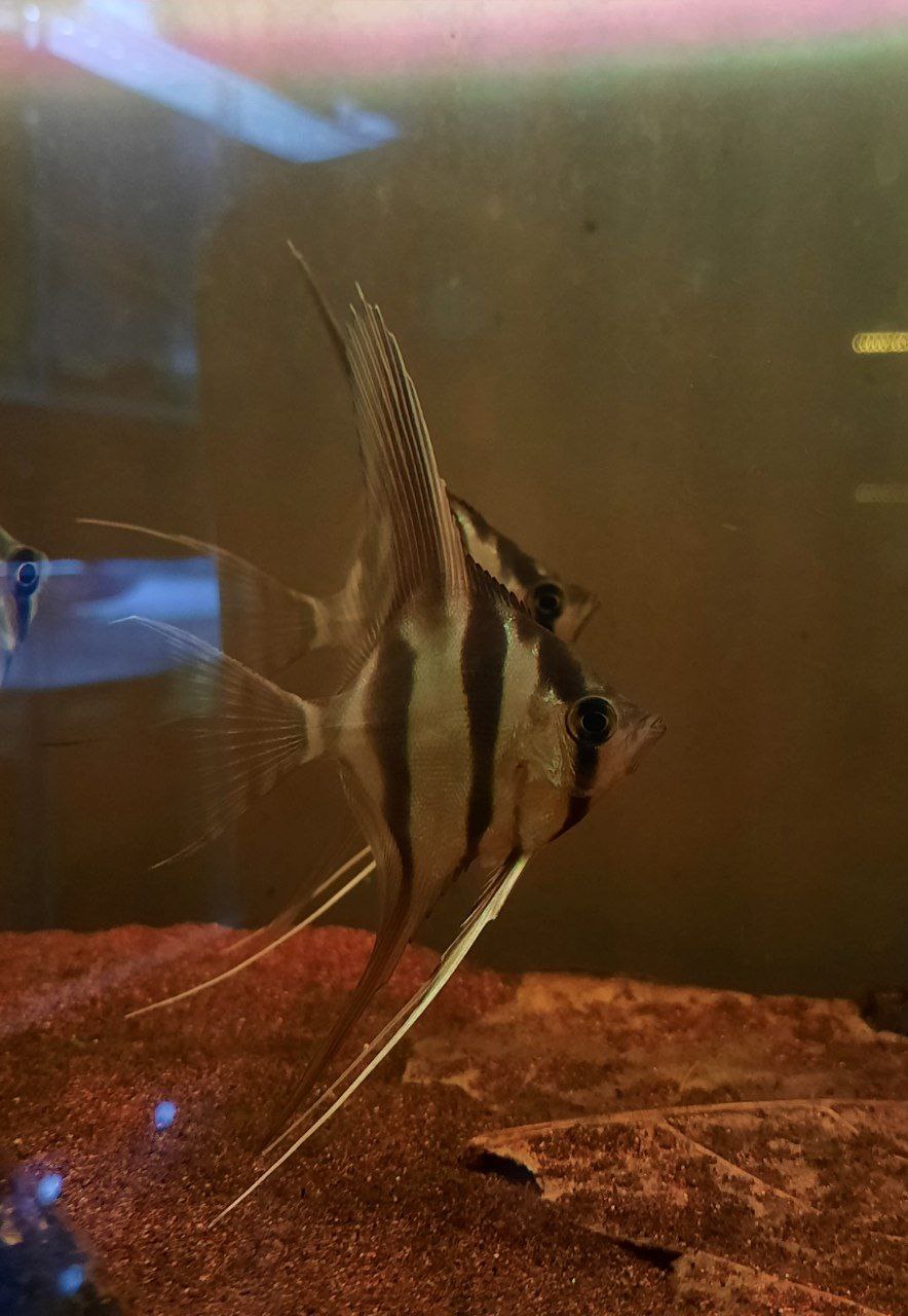 Pterophyllum Altum 'F1'