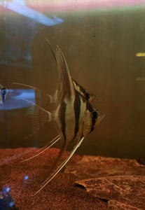 Pterophyllum Altum 'F1'