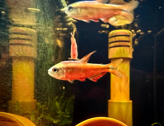 Hyphessobrycon Notidanos "Red"