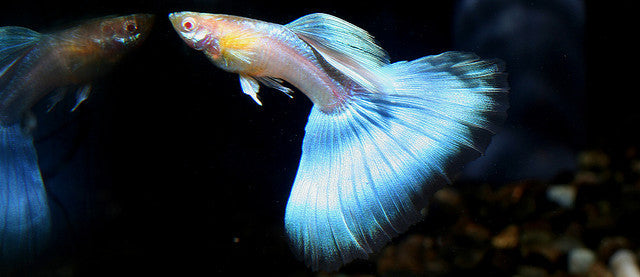 Poecilia Reticulata 'Japan Blue'