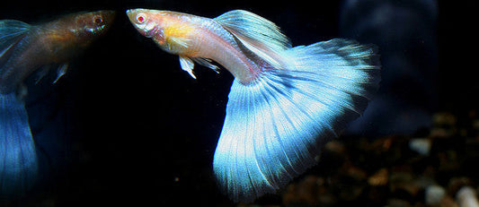 Poecilia Reticulata 'Japan Blue'