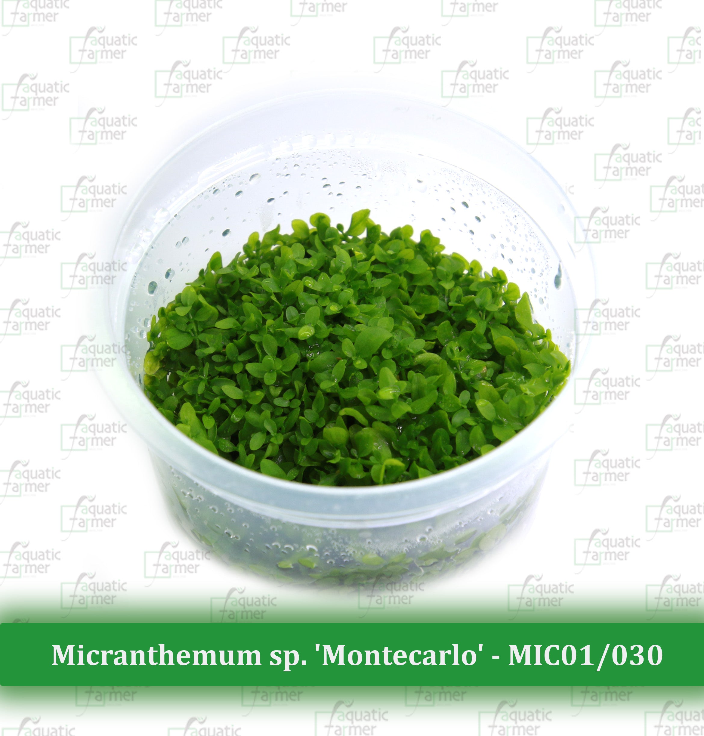 Aquatic Farmer - Micranthemum sp. 'Monte Carlo'
