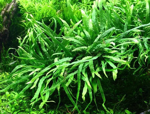 Microsorum Pteropus var. Trident - Rock