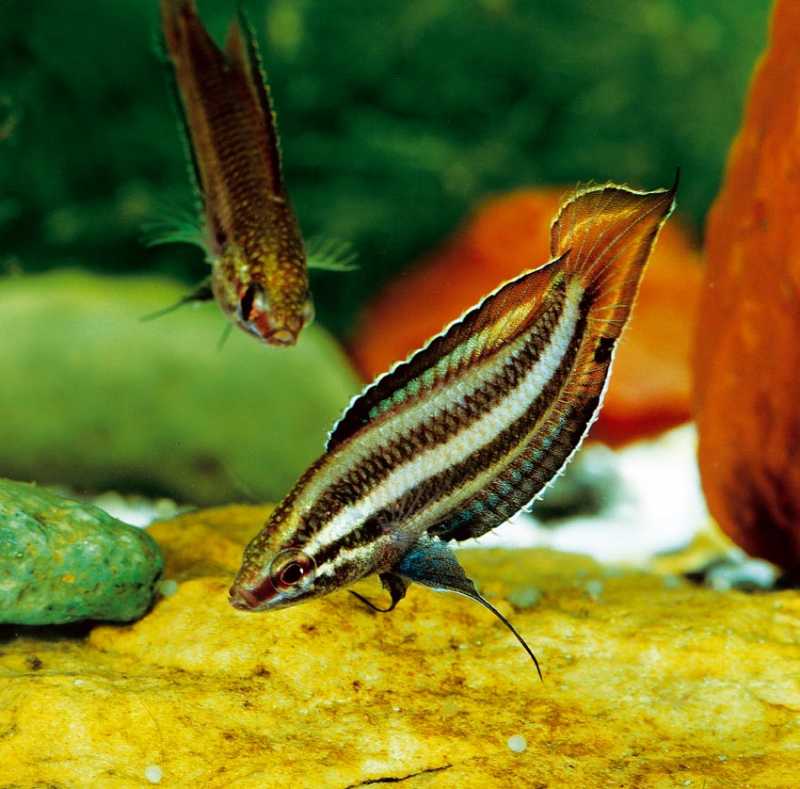 Parosphromenus Filamentosus