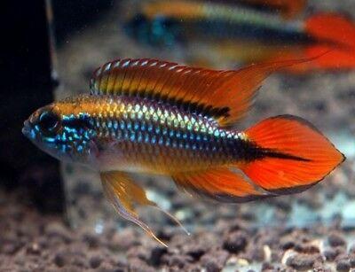 Apistogramma Agassizii "Red"