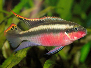 Pelviachromis Pulcher