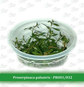 Aquatic Farmer - Proserpinaca Palustris