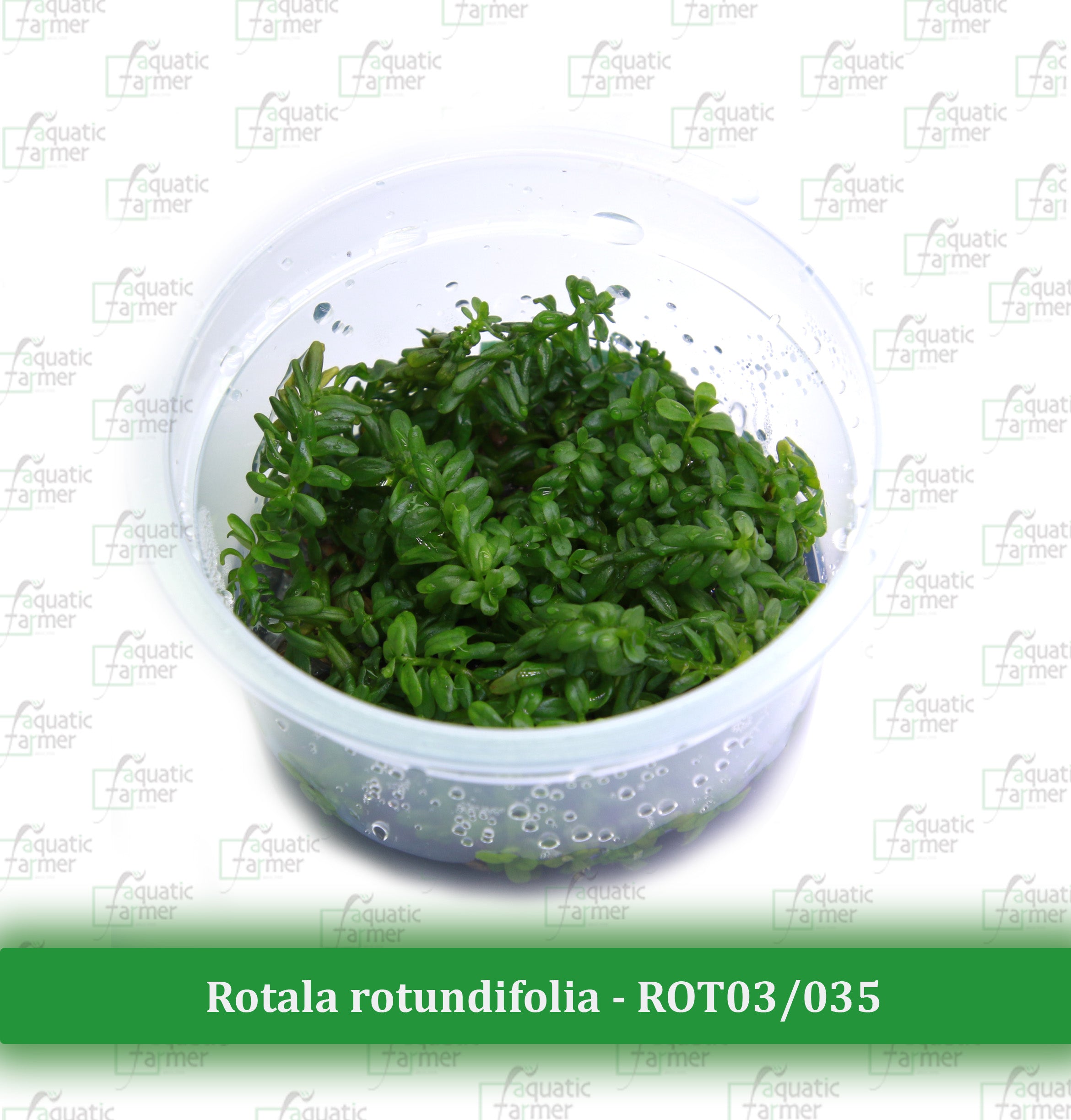 Aquatic Farmer - Rotala Rotundifolia 'Green'