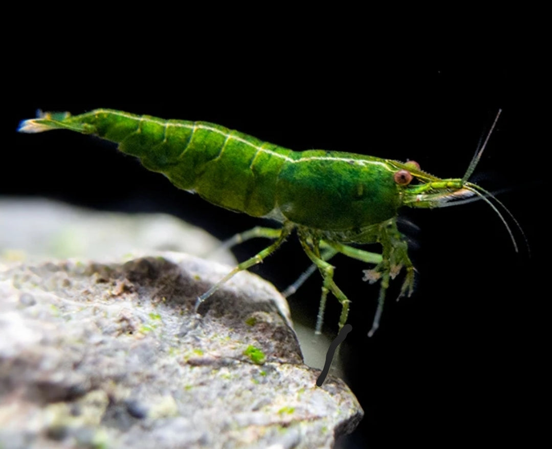 Neocaridina Davidi sp. Green Jade