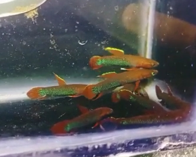 Betta Iaspis sp. Api Api "Jade"