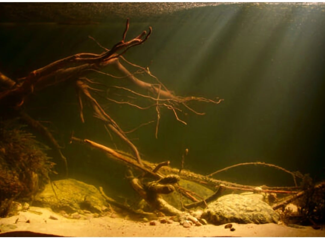 COCO Mini Biotope Led Spotlight