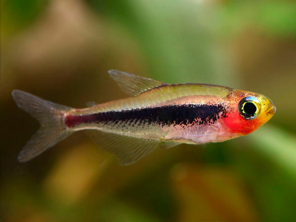 Tucanoichthys Tucano