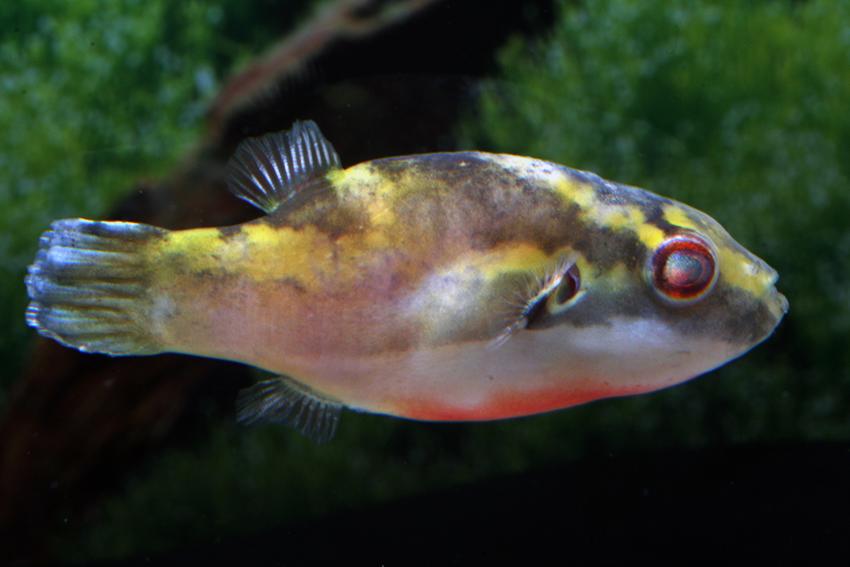 Carinotetraodon Borneensis