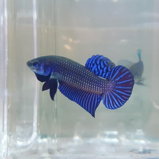 Betta var. 'Alien'