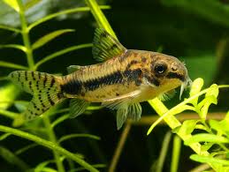 Corydoras Habrosus