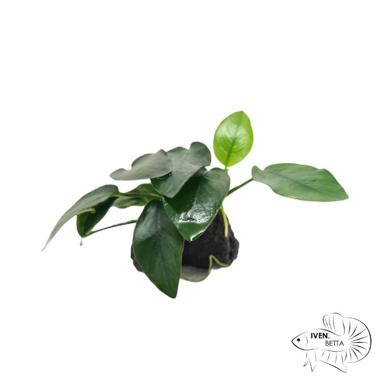Anubias Barteri var. Mini Nana - Rock