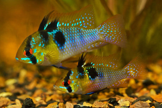 Mikrogeophagus Ramirezi